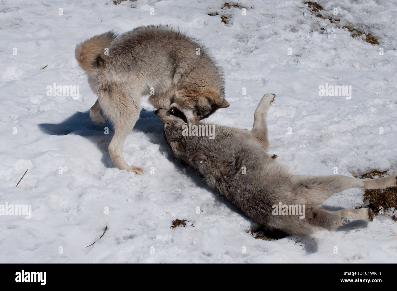 Wolves Determination A Timber Wolf expressing dominance Stock Photo - Alamy