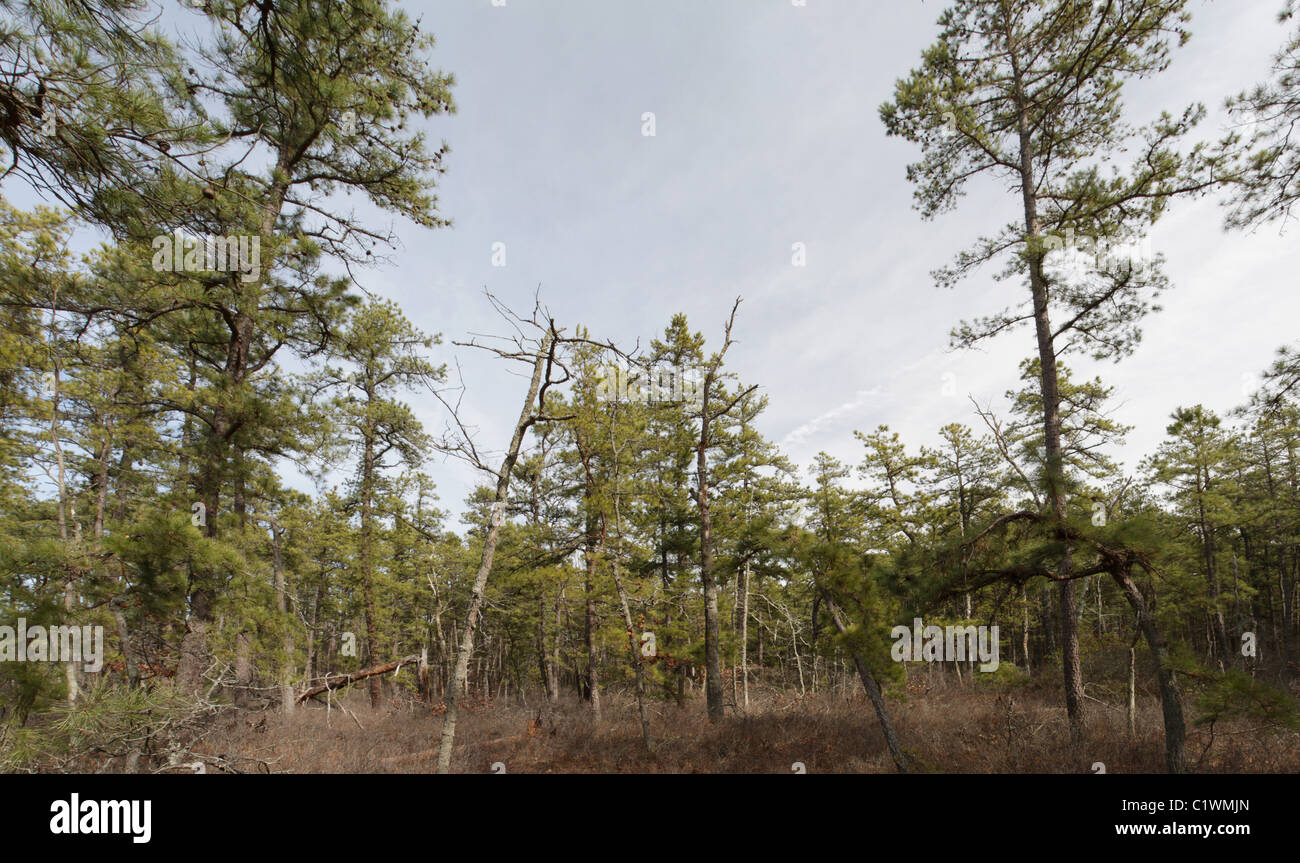 Pine barrens in Pinelands National Reserve, New Jersey, in late winter