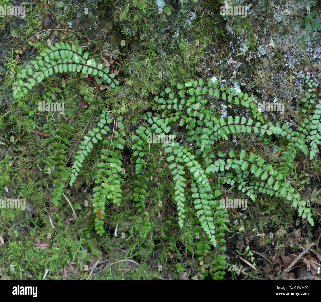 Maidenhair spleenwort, Asplenium trichomanes. Stock Photo
