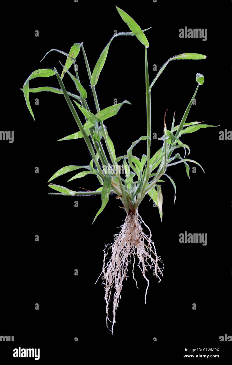 A crabgrass plant, showing fibrous roots, stems, and blades. Stock Photo
