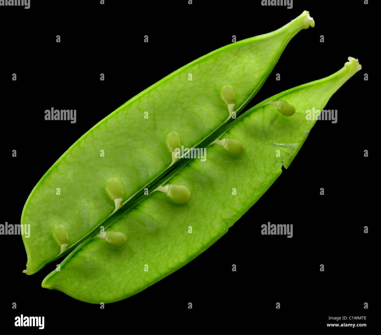 A snow pea split open, revealing the seeds. Stock Photo