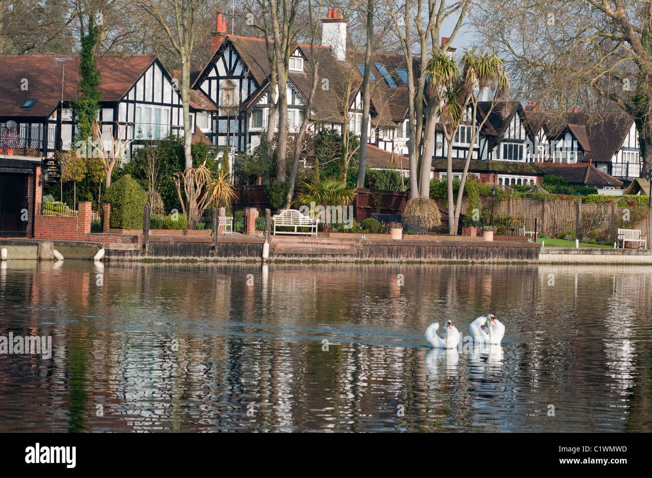 Two mute swans glide in front of upmarket property on the river Thames at Maidenhead. England Stock Photo