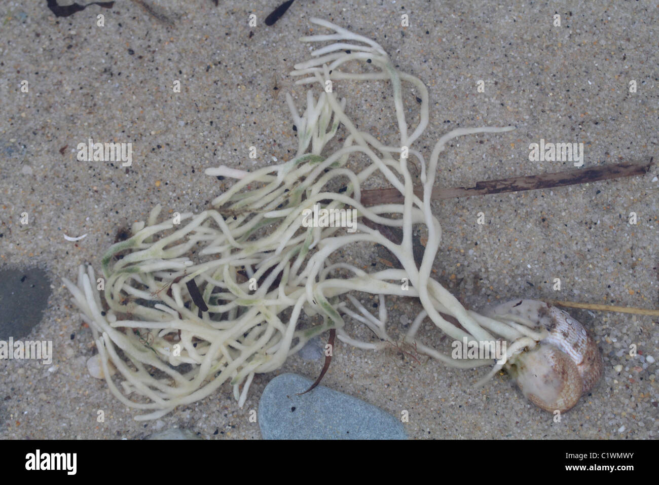 Bleached seaweed (Codium fragile) in a tidal pool attached by a holdfast. Stock Photo
