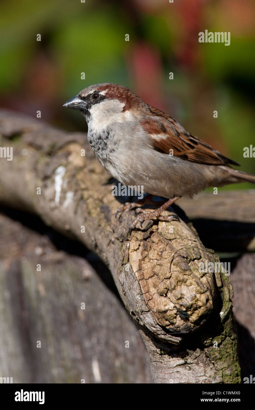 House Sparrow. Passer domesticus (Passeridae) Stock Photo