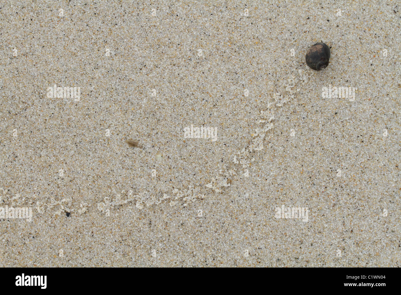 The trail of a common periwinkle, Littorina littorea, across a sandy beach at low tide. Stock Photo