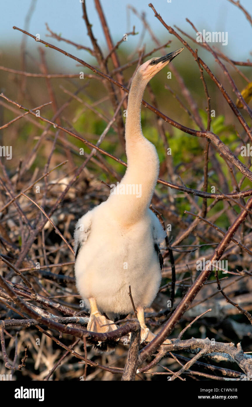 Baby anhinga nesting florida hi-res stock photography and images - Alamy