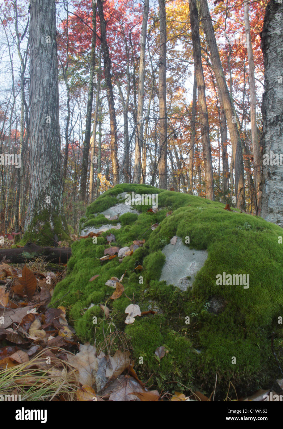 Lichen (Porpidia albocaerulescens) and mosses compete for space on a boulder. Stock Photo