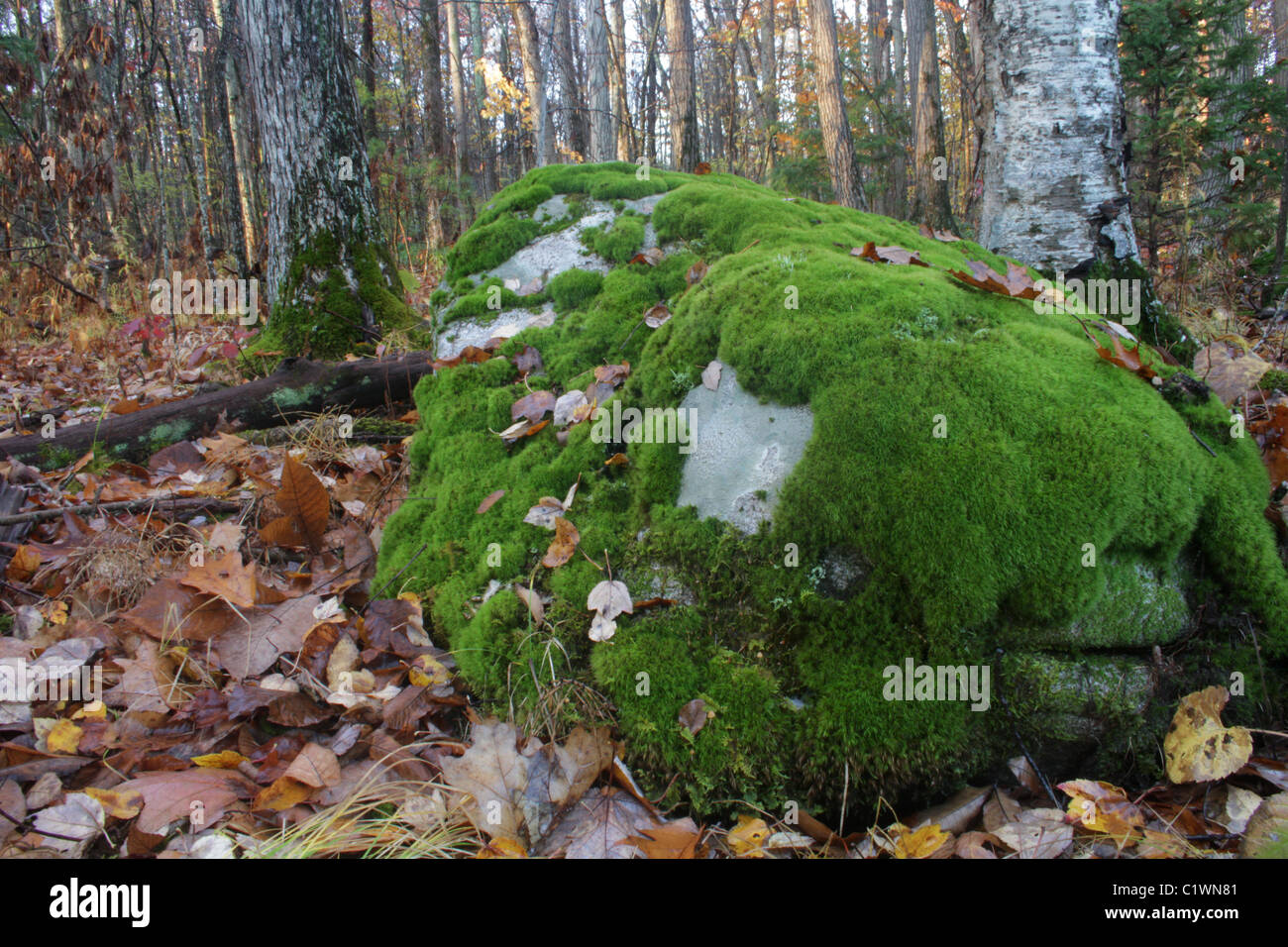 Lichen (Porpidia albocaerulescens) and mosses compete for space on a boulder. Stock Photo