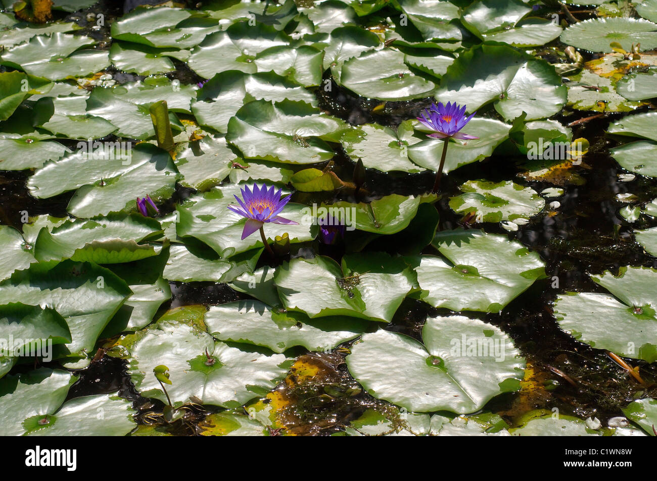 Blue Water-lily Stock Photo