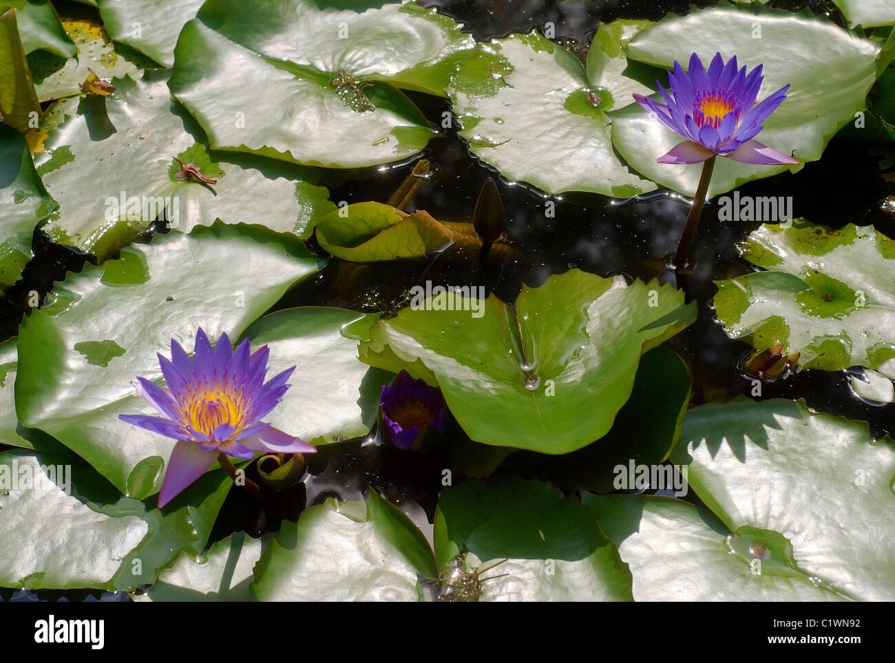 Blue water lily hi-res stock photography and images - Alamy