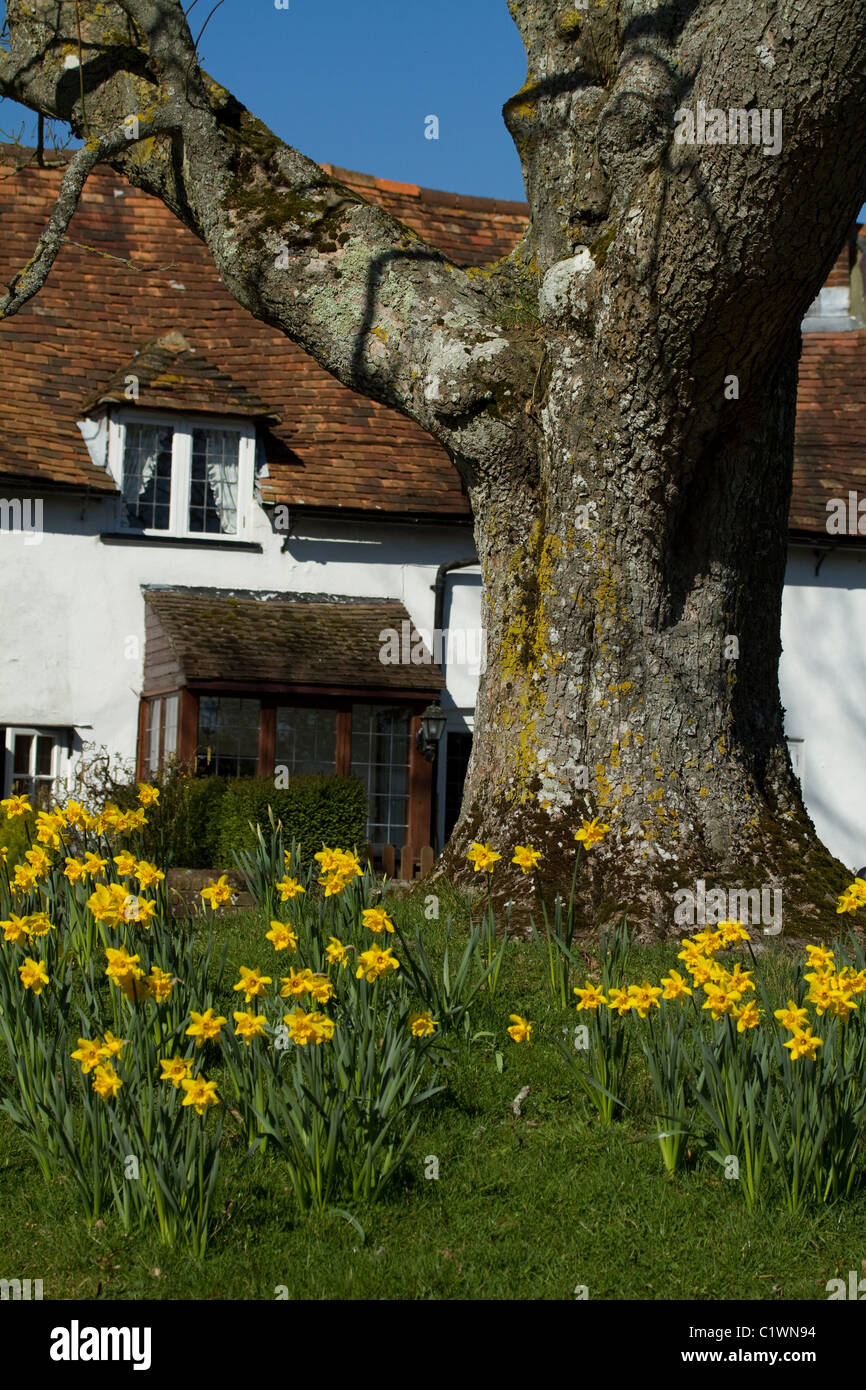 Some daffodils and a big oak tree in front of a quaint white cottage with a blue sky, a typically English scene in Spring. Stock Photo