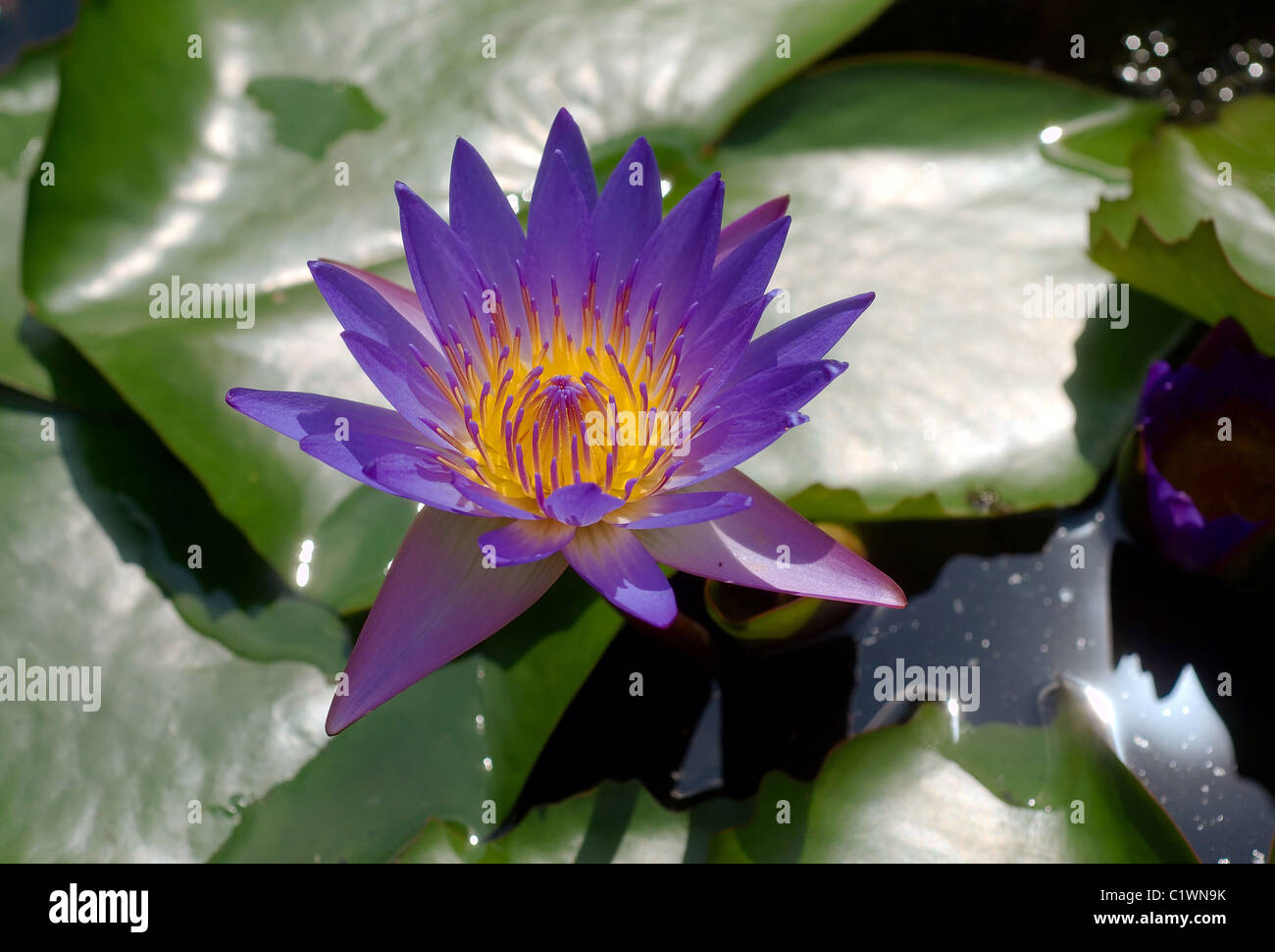 Blue water lily hi-res stock photography and images - Alamy