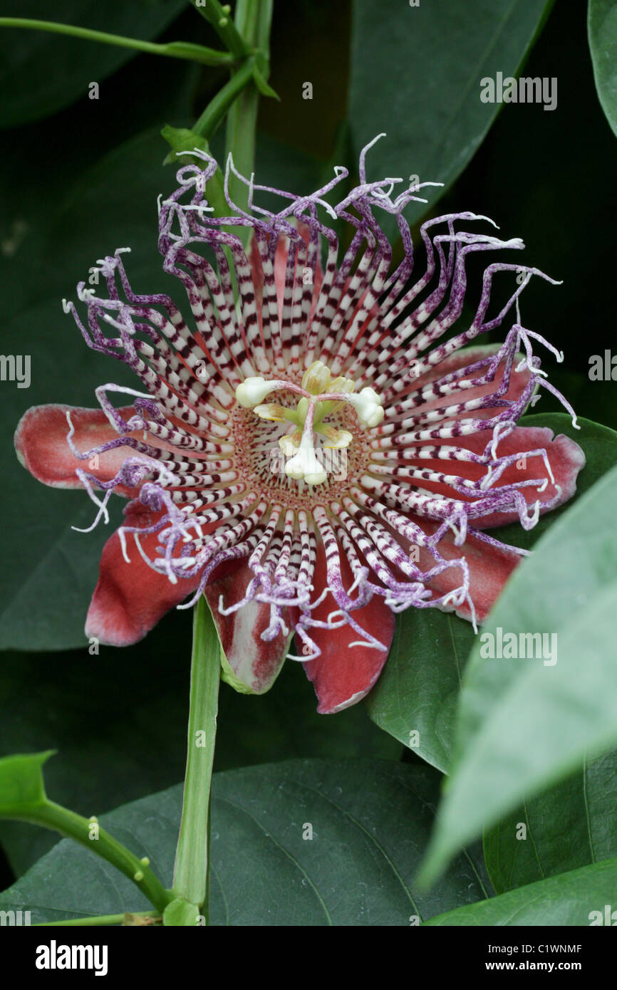 The flower of a giant granadilla, a passionflower (Passiflora quadrangularis) Stock Photo