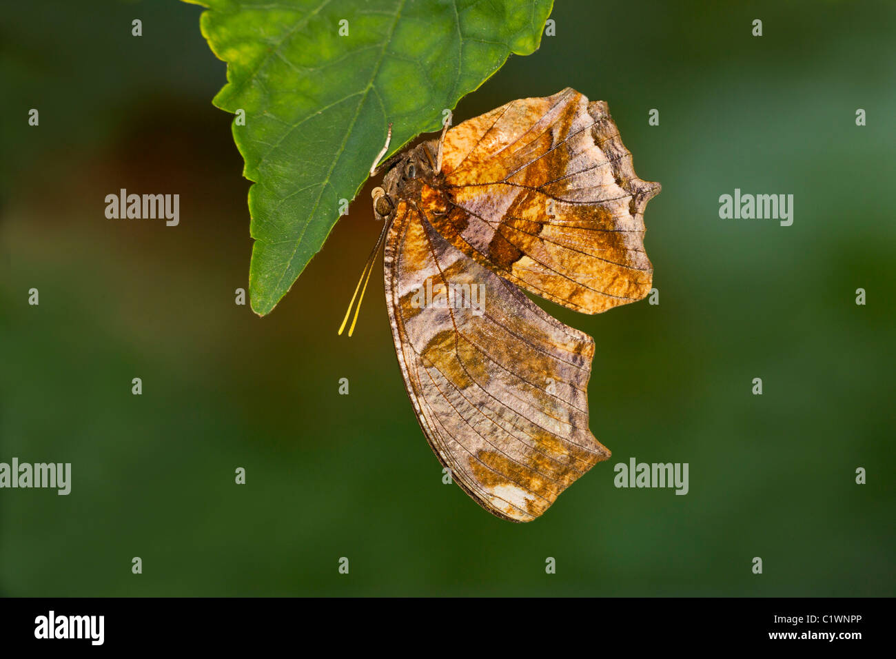 Consul Fabius Close up of Tiger Leafwing (Consul fabius Stock Photo - Alamy