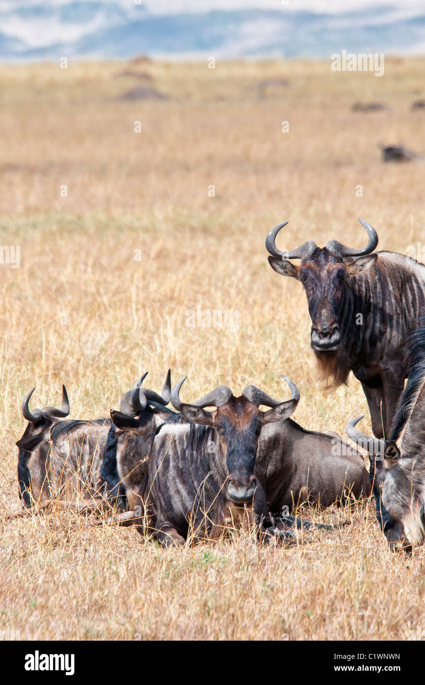 Wildebeest, Connochaetes taurinus, Masai Mara National Reserve, Kenya, Africa Stock Photo