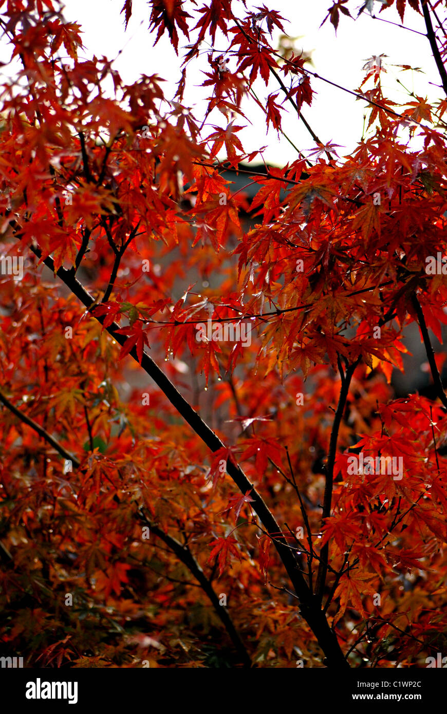 Japanese Maples Pots High Resolution Stock Photography and Images - Alamy