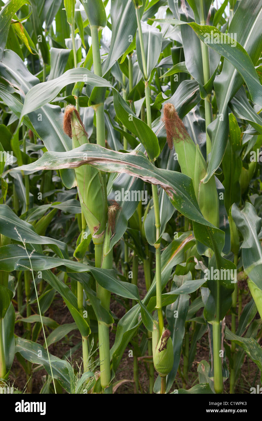 Corn stalks growing in Long Island Stock Photo Alamy