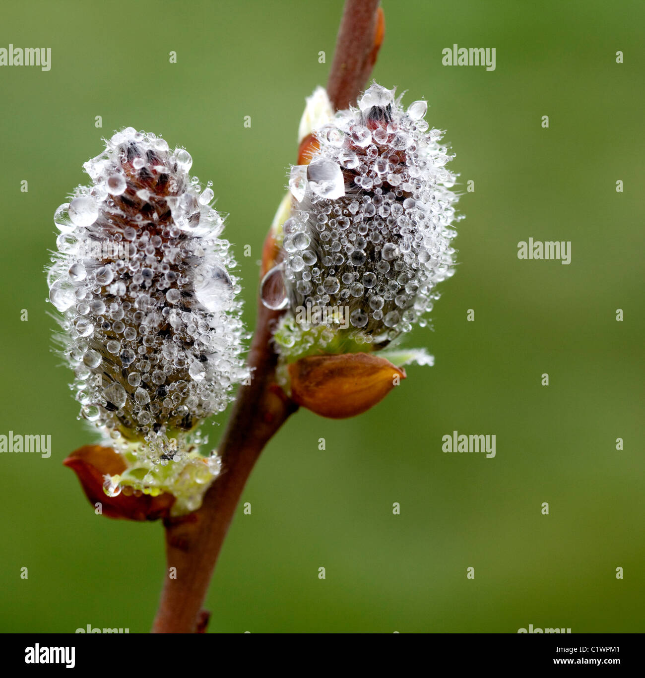 Two Willow catkins covered in waterdroplets caused by the fog. Stock Photo