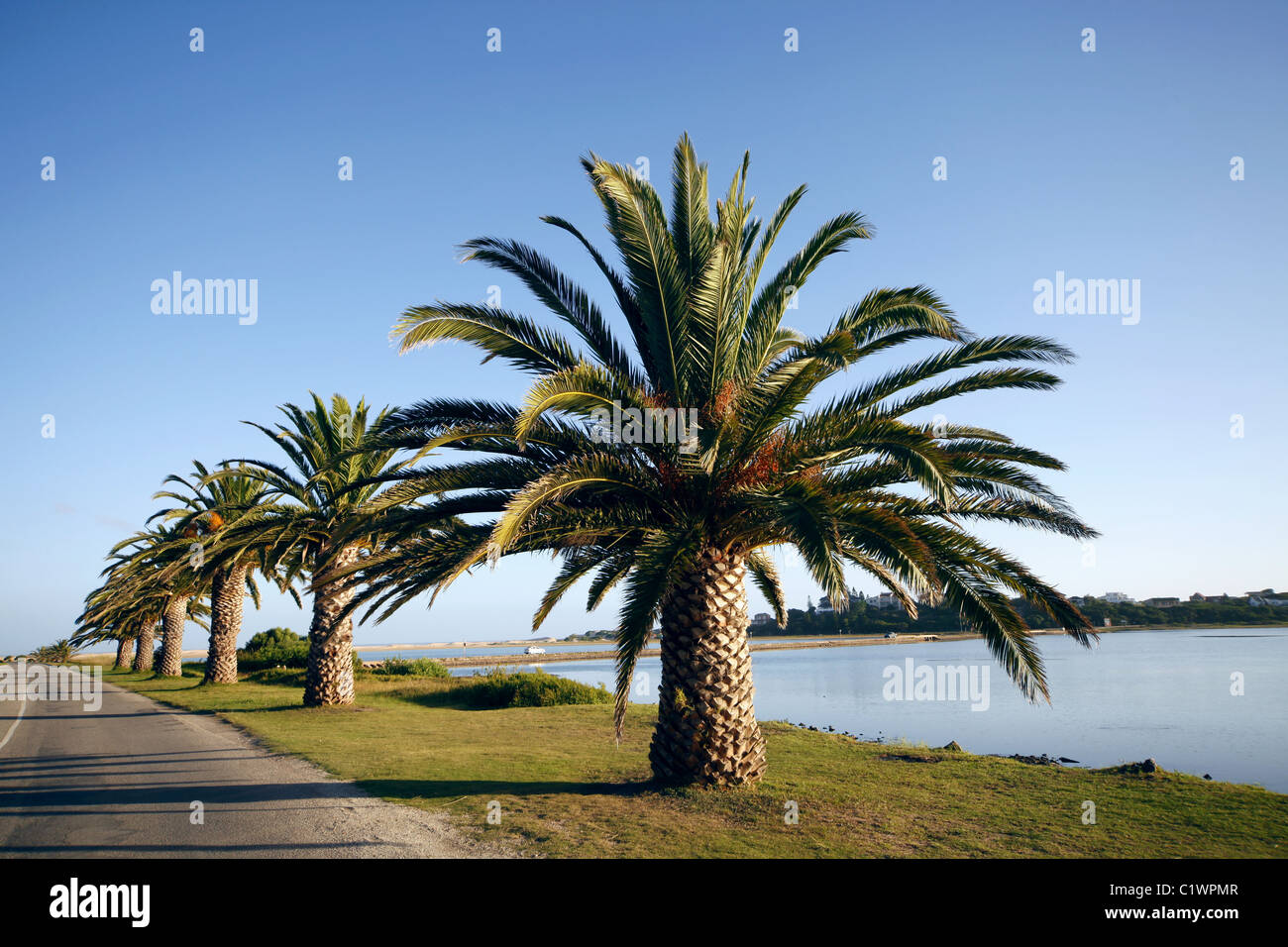 PINEAPPLE PALM TREES SWAN DRIVE ASTON BAY EASTERN CAPE SOUTH AFRICA 27