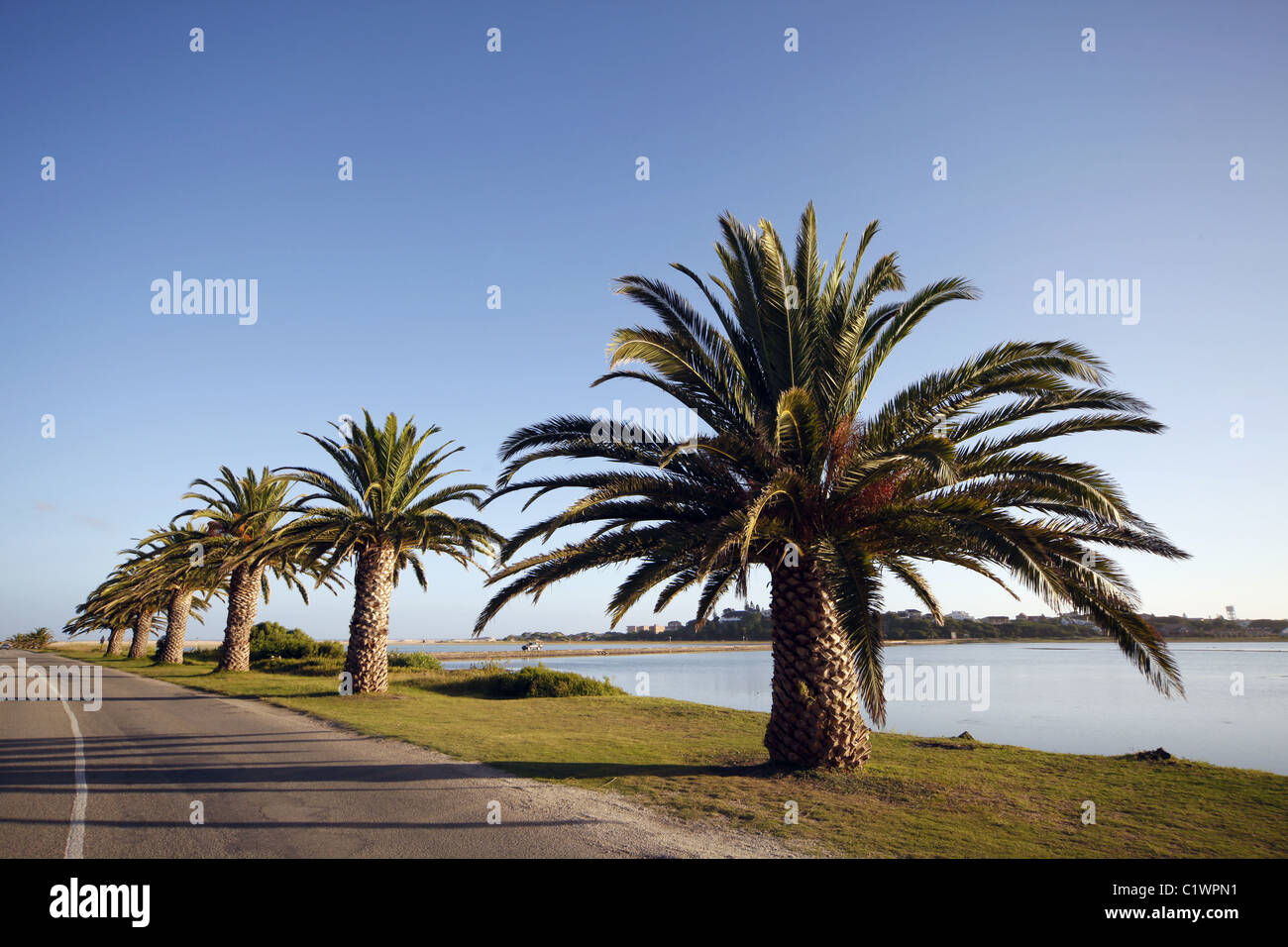 PINEAPPLE PALM TREES SWAN DRIVE ASTON BAY EASTERN CAPE SOUTH AFRICA 27 January 2011 Stock Photo