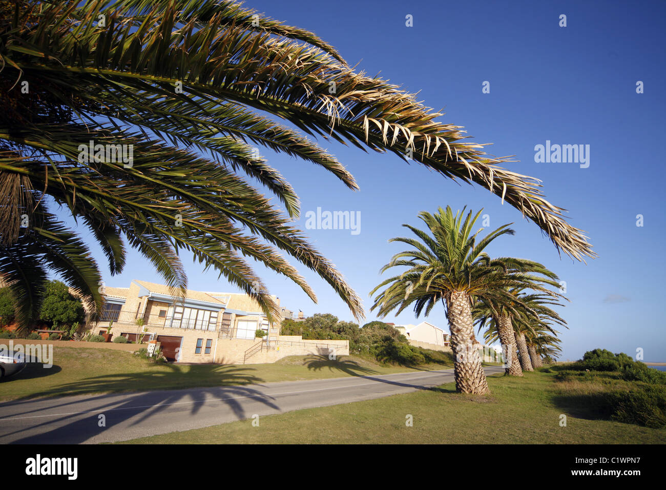 PINEAPPLE PALM TREES SWAN DRIVE ASTON BAY EASTERN CAPE SOUTH AFRICA 27 January 2011 Stock Photo