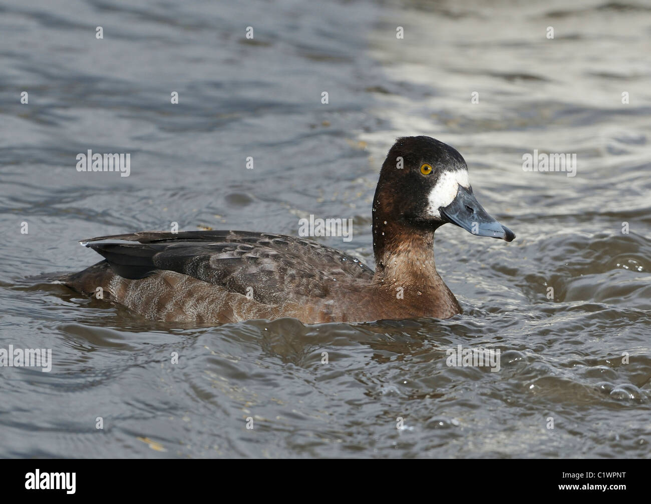 Lesser Scaup - Aythya affinis Female, rare migrant to the UK Stock Photo