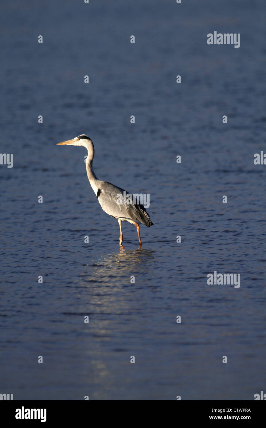 GREY HERON BIRD ASTON BAY EASTERN CAPE SOUTH AFRICA 27 January 2011 Stock Photo