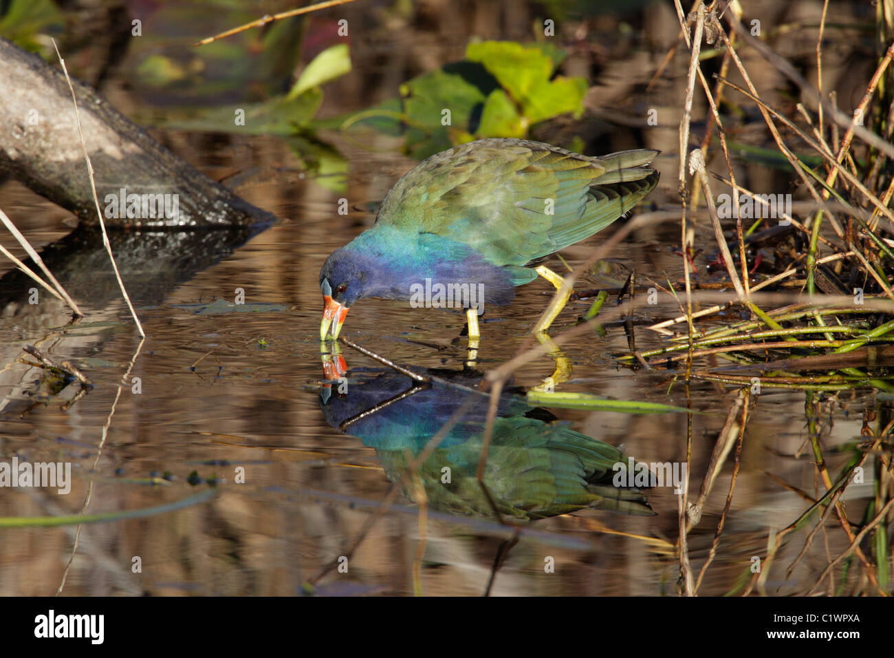 American Purple Gallinule (Porphyrio martinica) at Anhinga Trail, Everglades, Florida, USA Stock Photo
