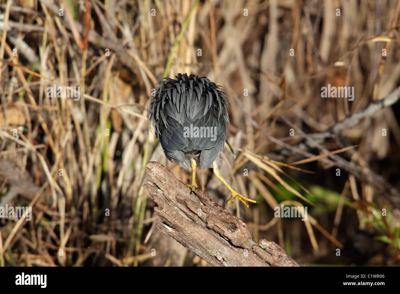 Green heron (Butorides virescens) Anhinga Trail, Everglades, Florida, USA Stock Photo