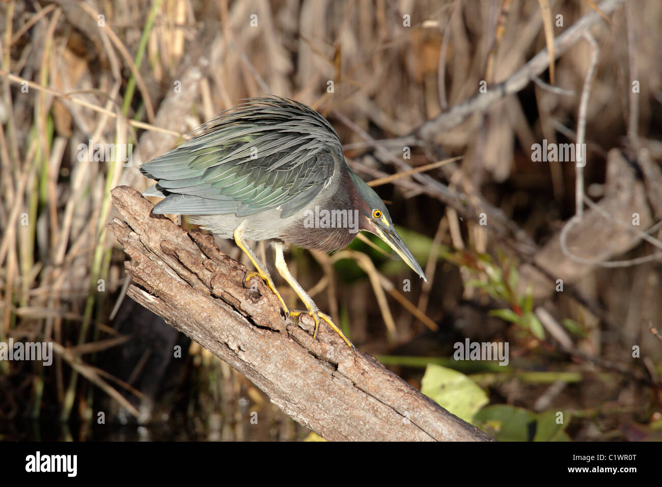 Green heron (Butorides virescens) Anhinga Trail, Everglades, Florida, USA Stock Photo