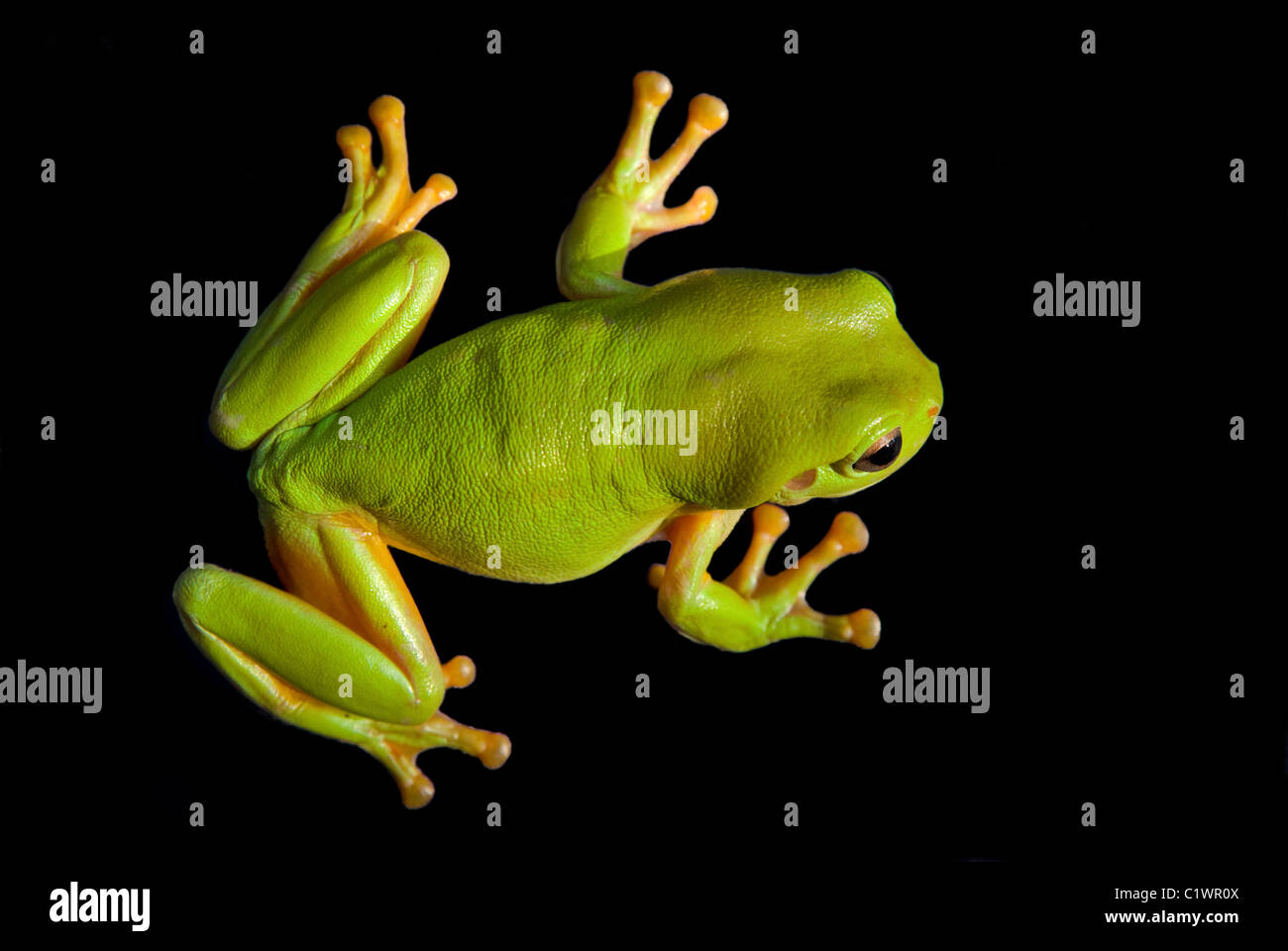 Green Tree Frog (Litoria caerula Stock Photo Alamy