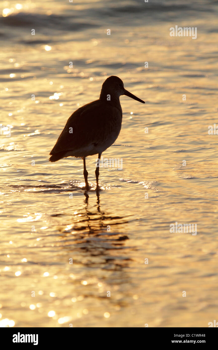 Wading bird at sunset, at the beach on Sanibel, Florida Stock Photo