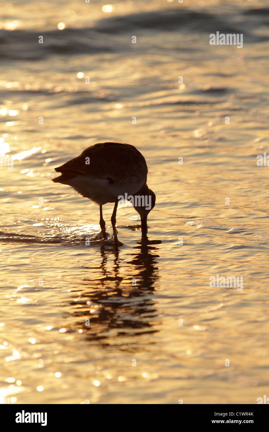 Wading bird at sunset, at the beach on Sanibel, Florida Stock Photo
