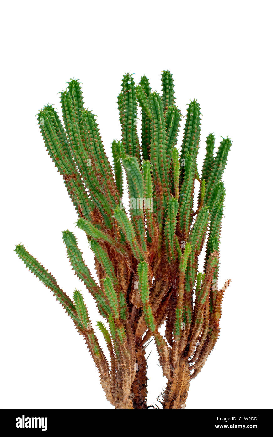 Cactus detailed closeup isolated on white background Stock Photo - Alamy