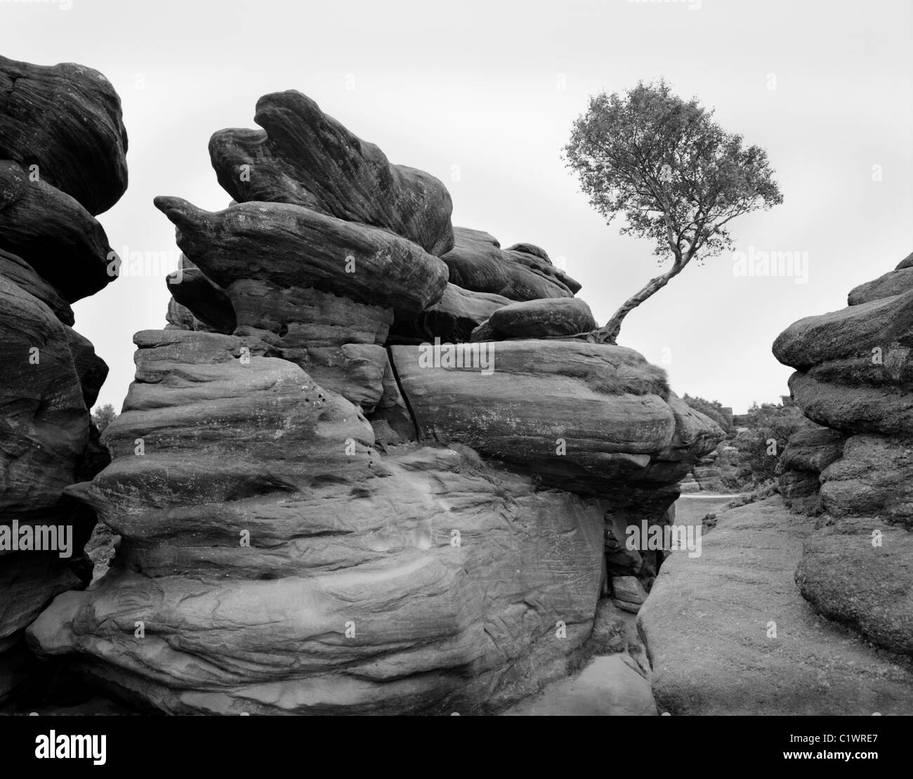 Brimham Rocks and Single Tree, Yorkshire, England Stock Photo