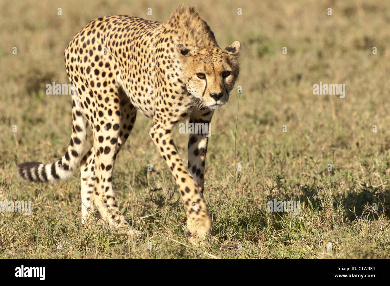 Stock photo closeup of a cheetah walking across the short grass ...