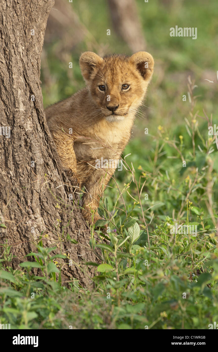 Stock photo of a lion cub peeking from around a tree. Stock Photo