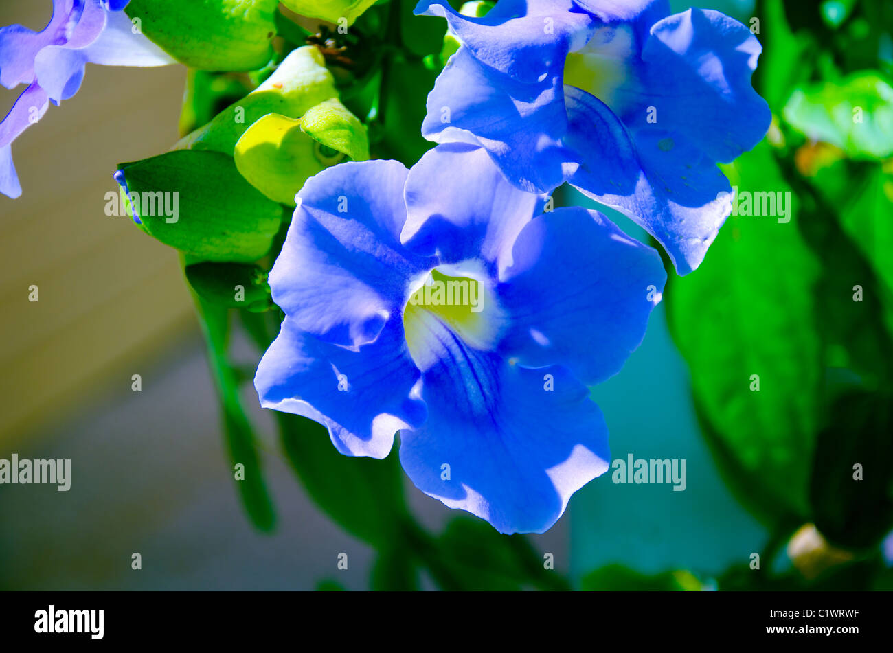Blue bougainvillea deals
