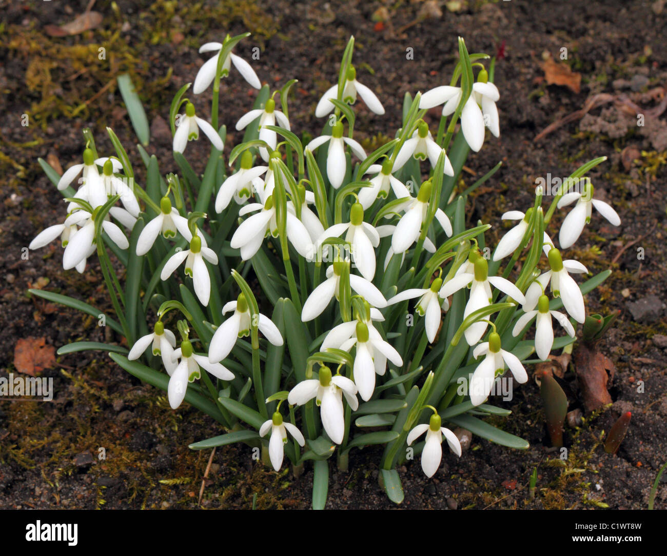 Snowdrops in full bloom Galanthus gracilis Stock Photo