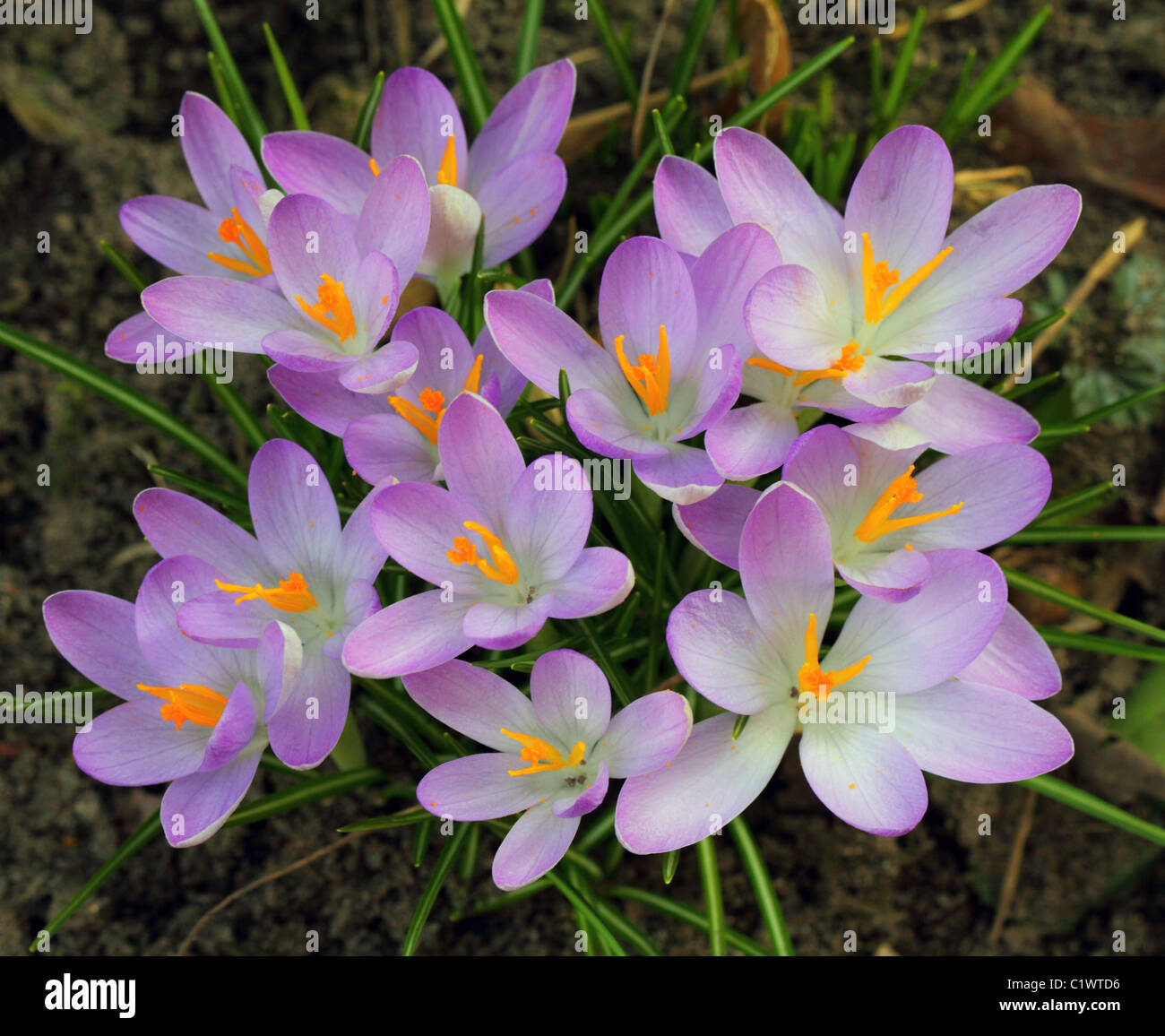 Blue crocus hi-res stock photography and images - Alamy