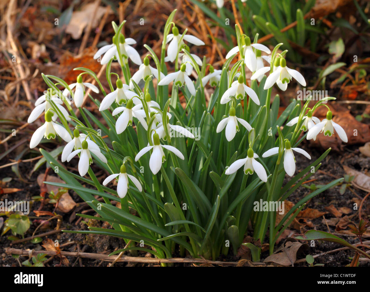 Snowdrops in full bloom Galanthus gracilis Stock Photo