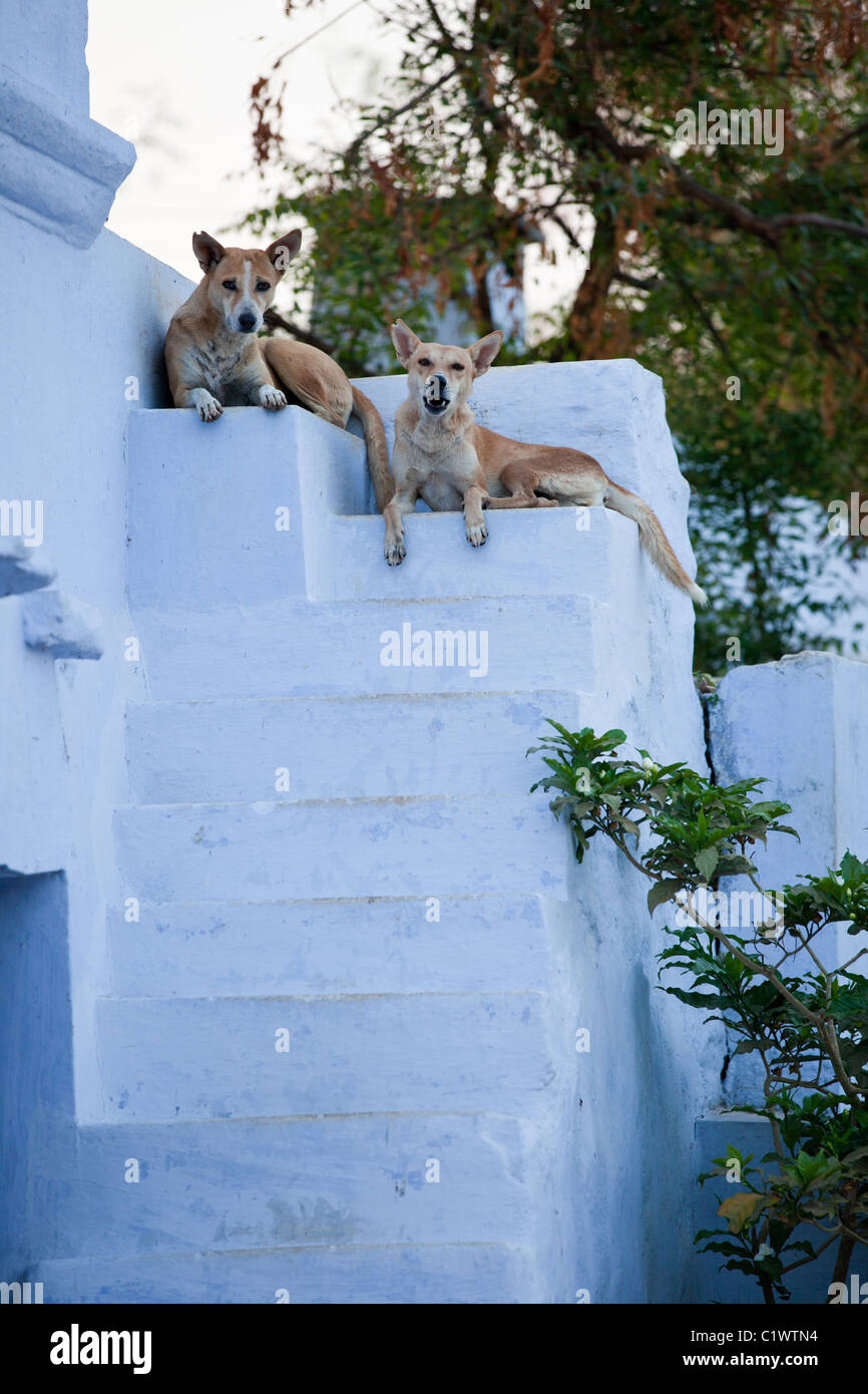 Portrait of village dogs in Andhra Pradesh South India Stock Photo