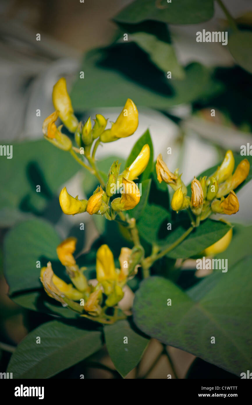 Flowers Of Red Gram, Pigeon Pea, Yellow Lentil, Pune, Maharashtra