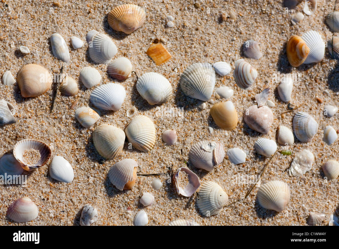 Many Small Shells Found On Seashore Stock Photo 2342979417