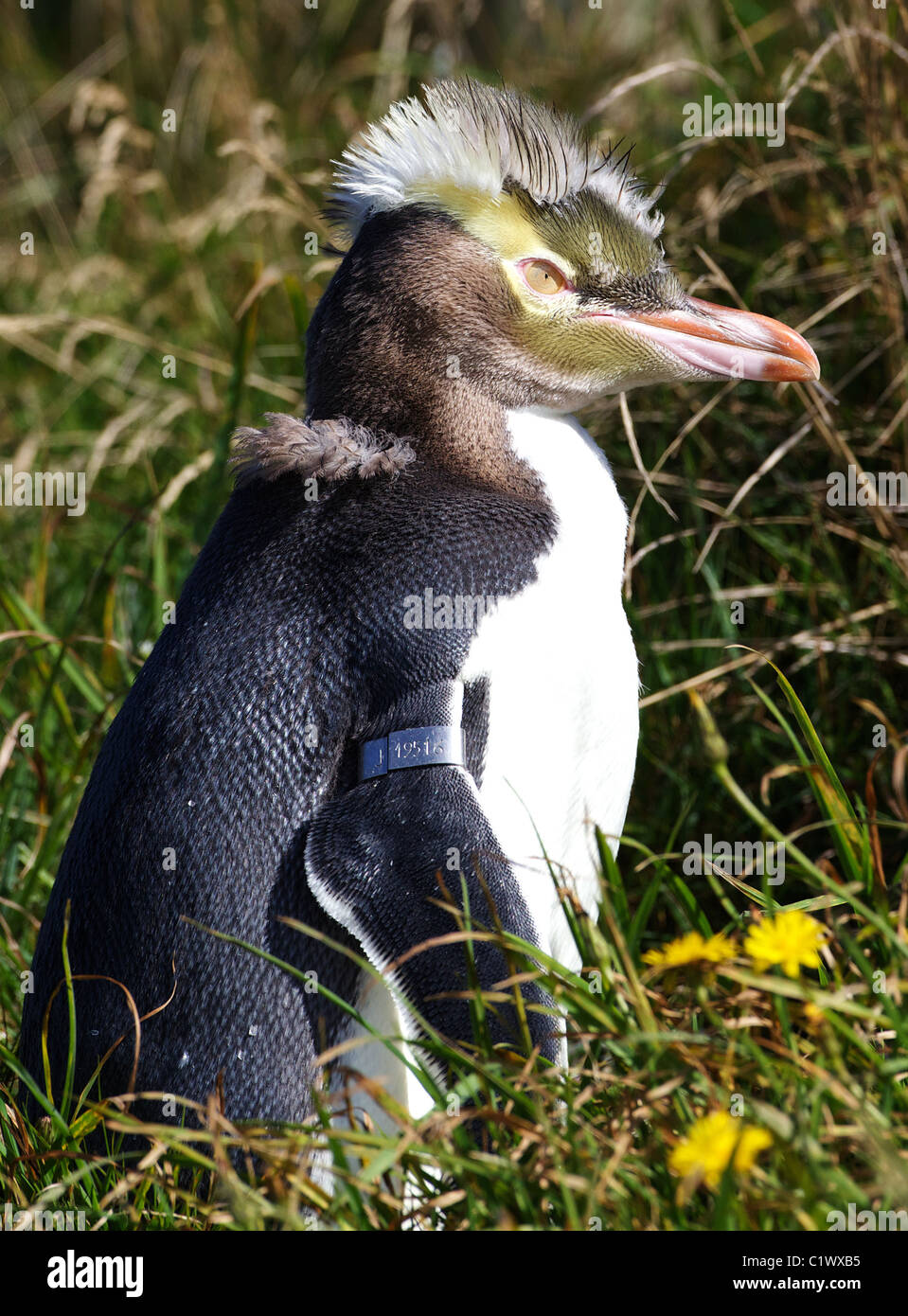 PUNK PENGUIN... A moulting yellow eyed penguin looks a picture of