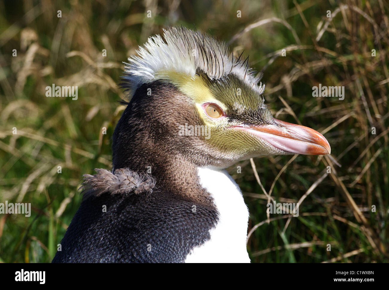 PUNK PENGUIN... A moulting yellow eyed penguin looks a picture of