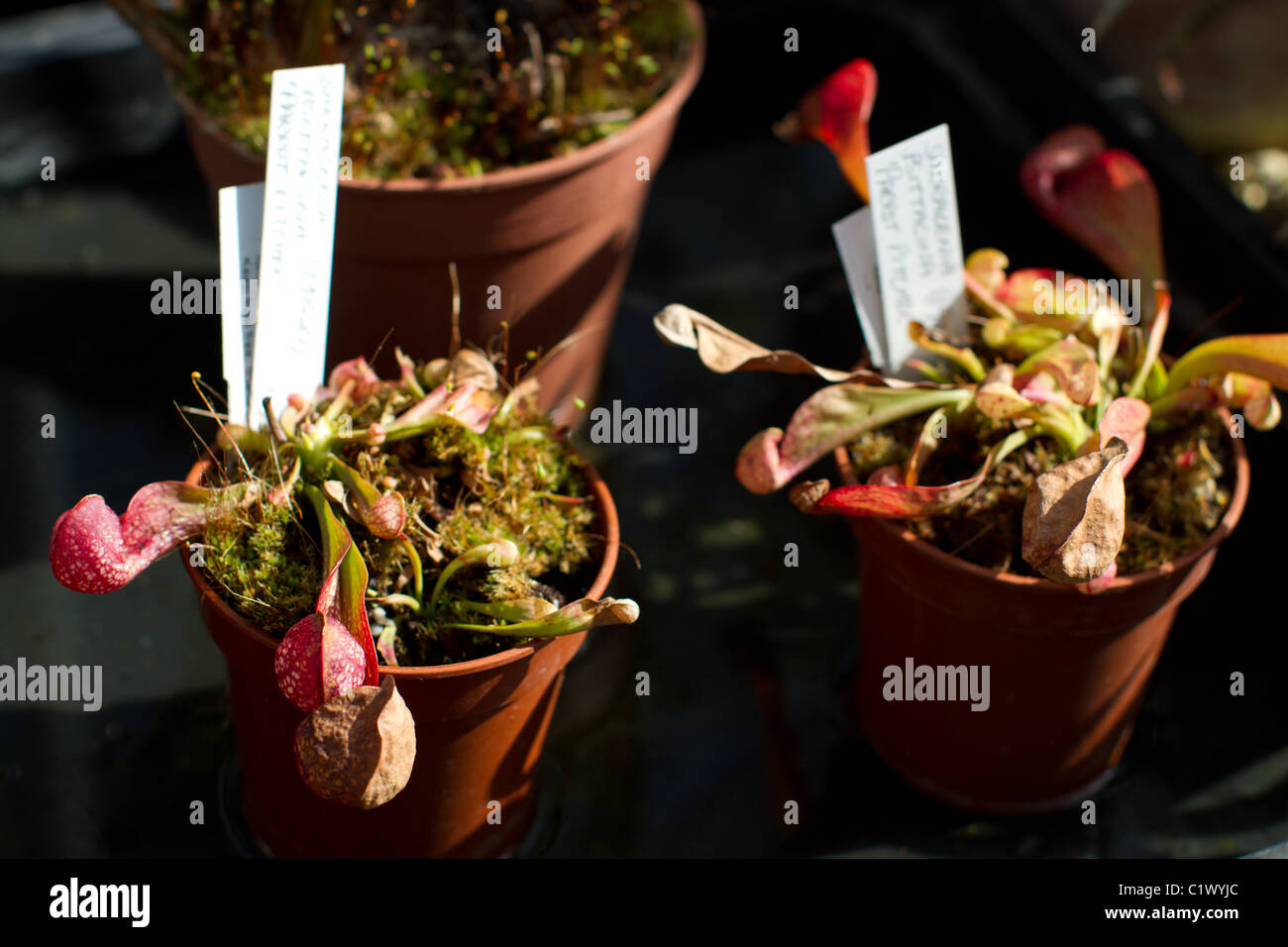 Sarracenia carnivorous plants in pots Stock Photo Alamy