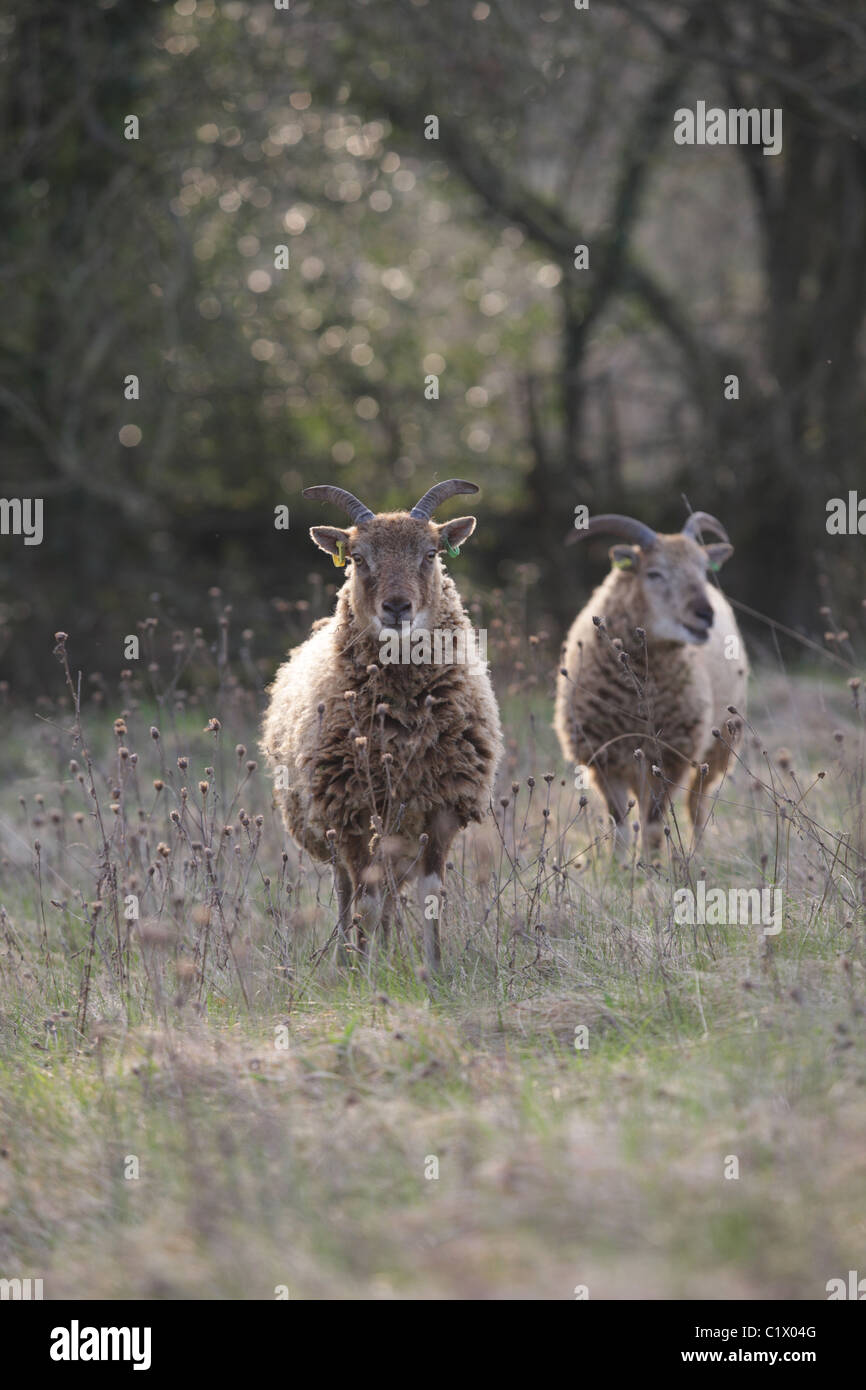 Castlemilk Moorit rare breed sheep Stock Photo Alamy
