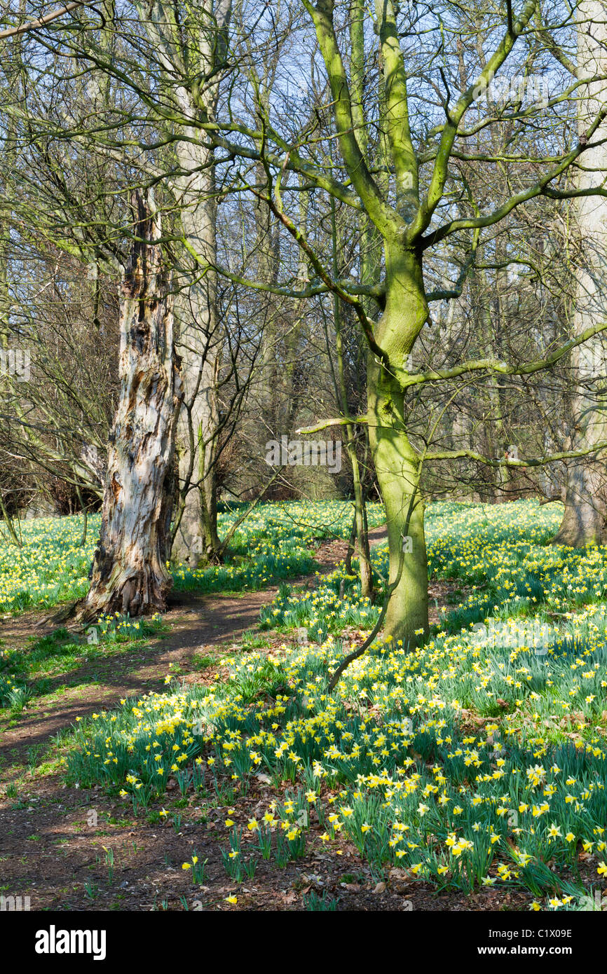 Wild Daffodils growing in a country park in the Midlands Stock Photo