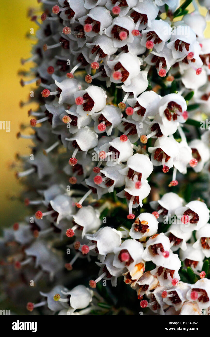 Close view of little white bell flowers called "Erica" or "Heather